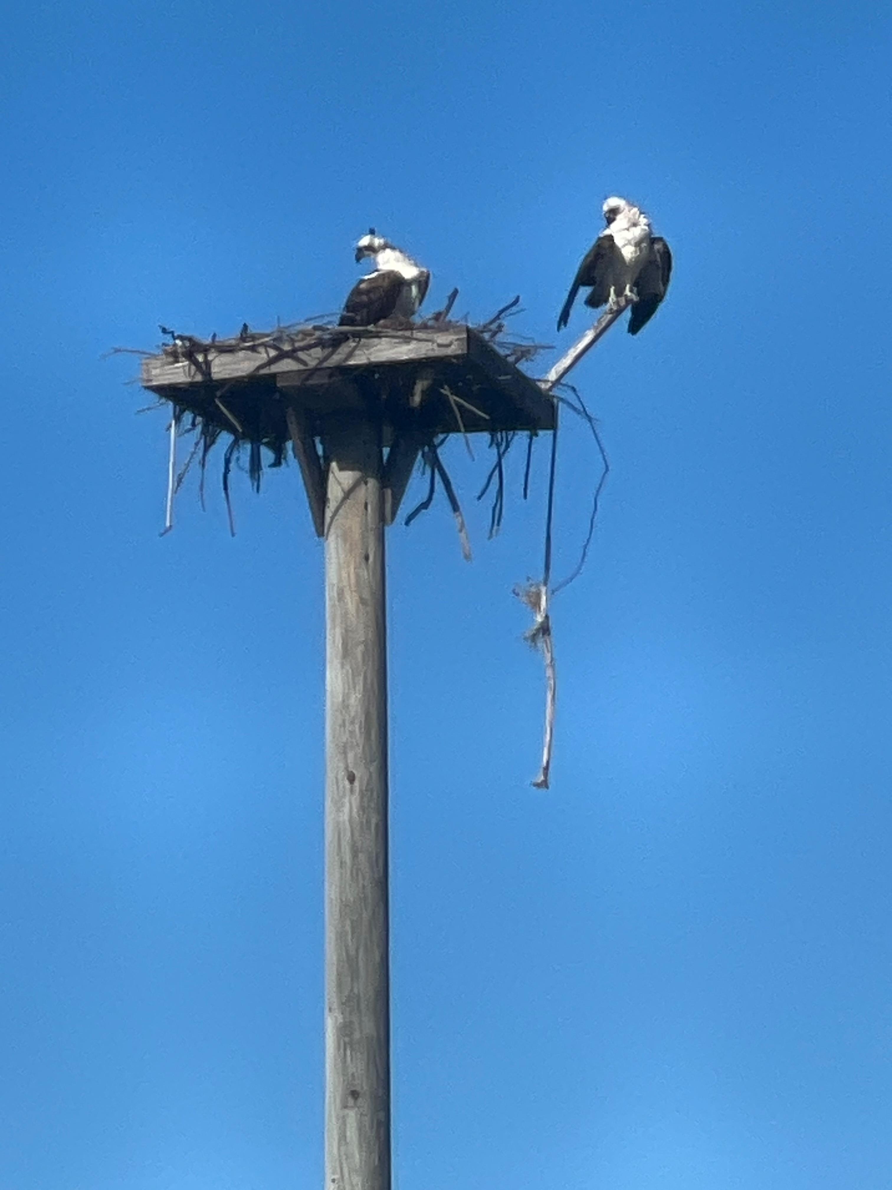 Seahawks! Photo taken from balcony