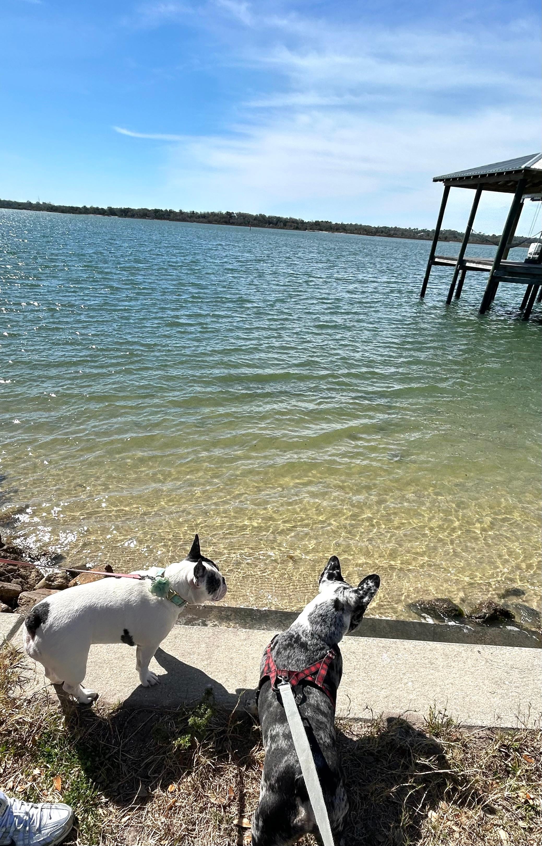 The river is just a block from the house so we could see it on our walks!