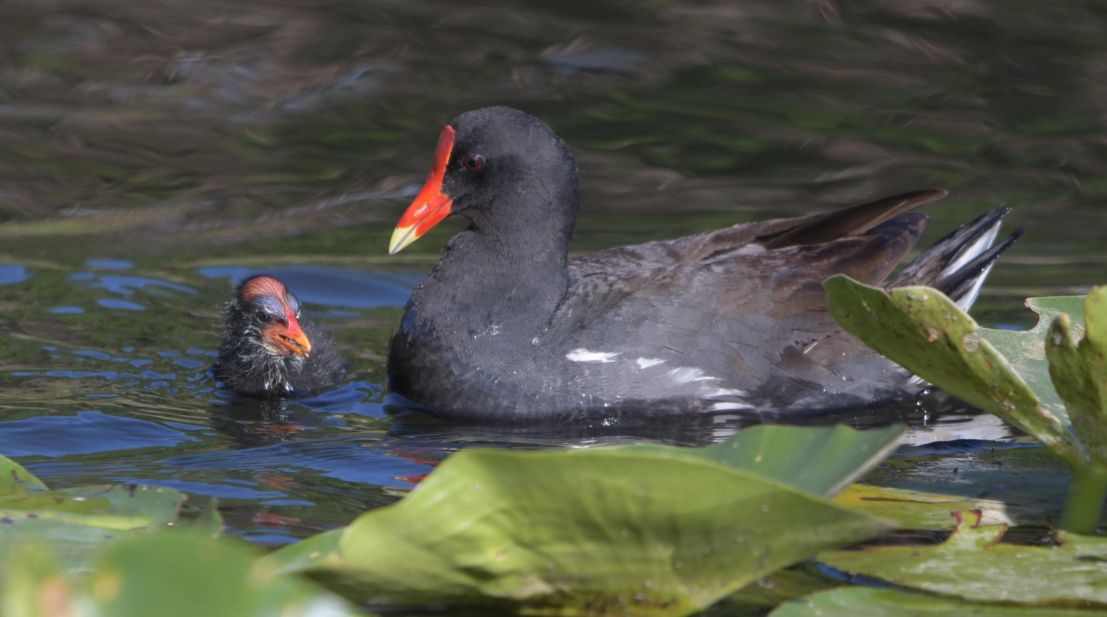 Common Gallinule and baby, State College of Florida, Venice Campus