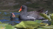 Common Gallinule and baby, State College of Florida, Venice Campus