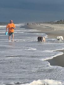 I counted the steps from the cottage to the sandy beach ( 100 steps!)