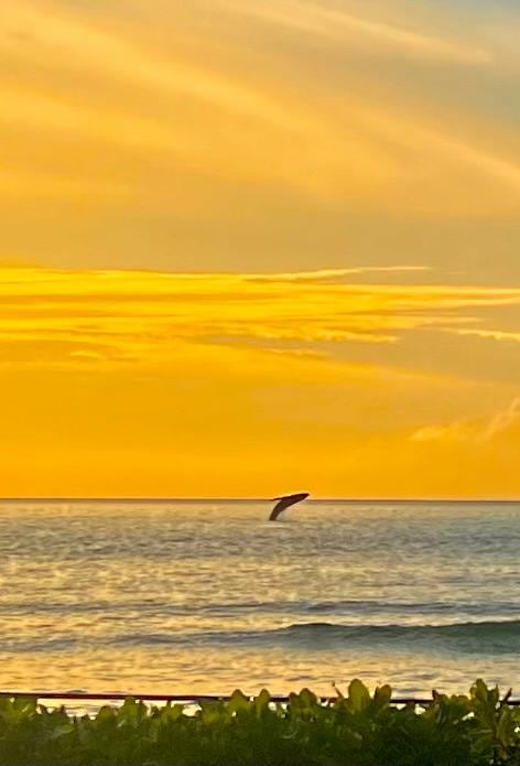 Whale breaching, seen from the condo. 