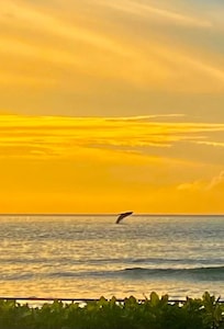Whale breaching, seen from the condo.