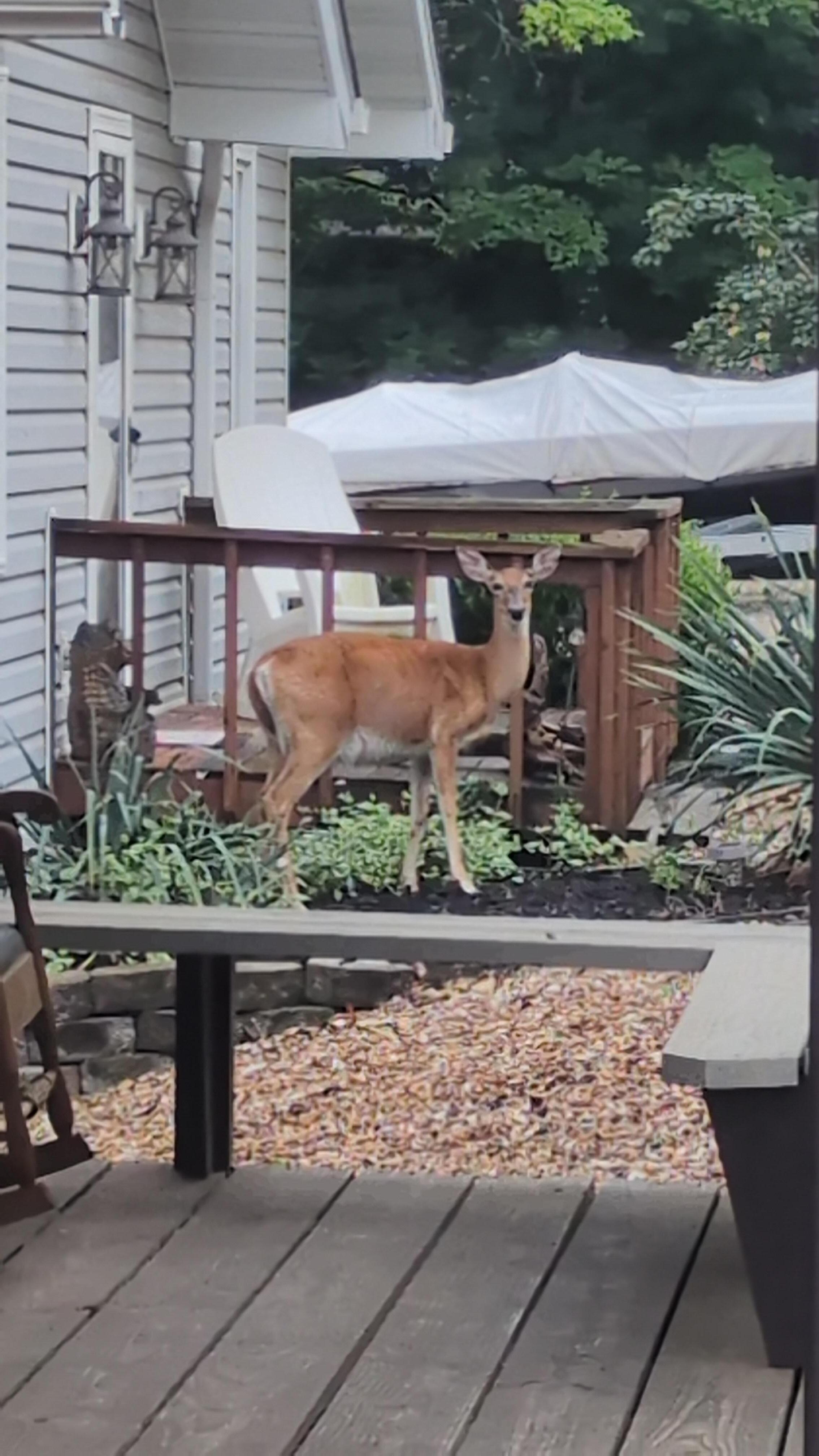 Lots of wildlife around. 