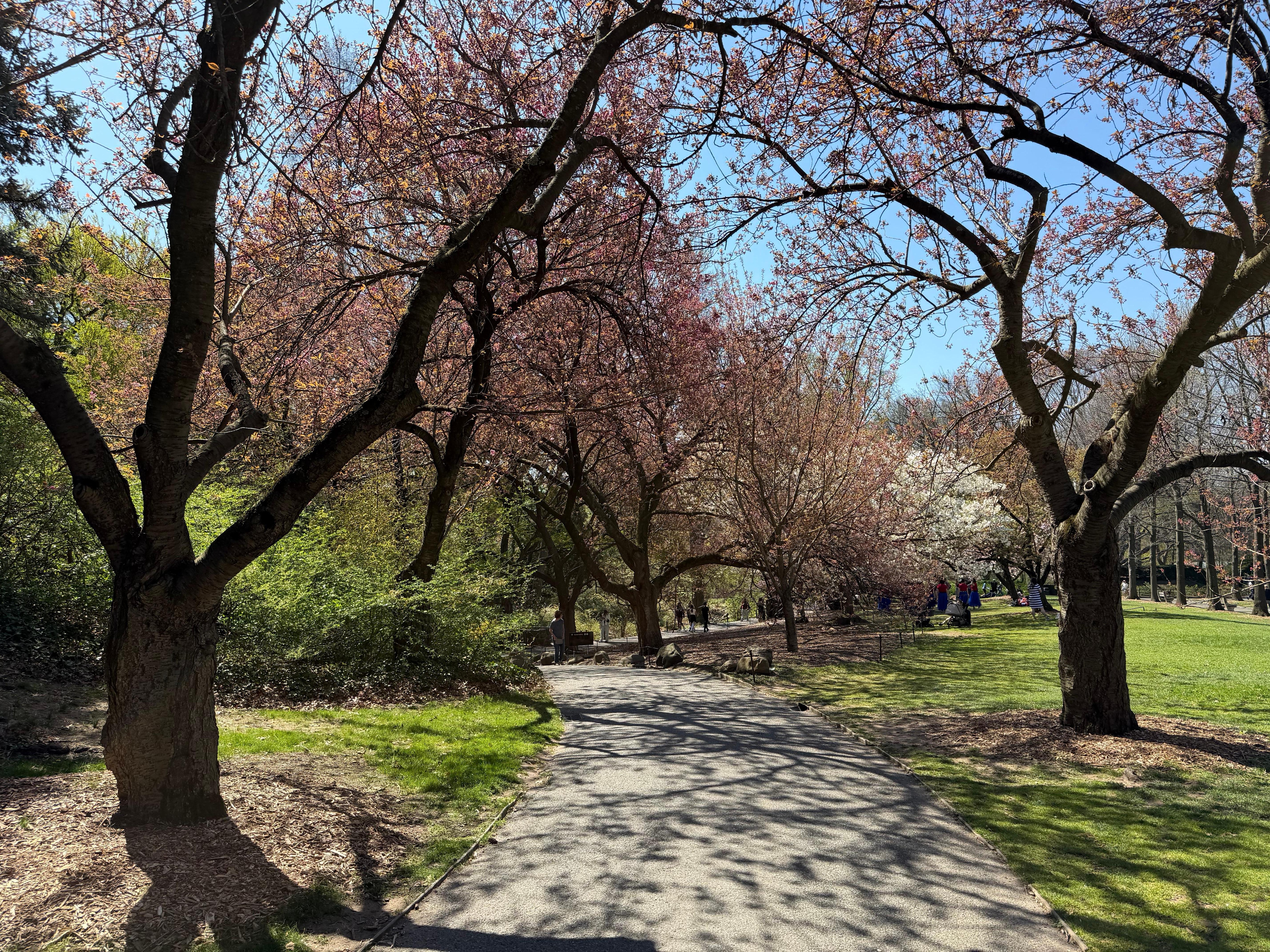 Cherry Blossoms in Brooklyn