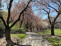 Cherry Blossoms in Brooklyn