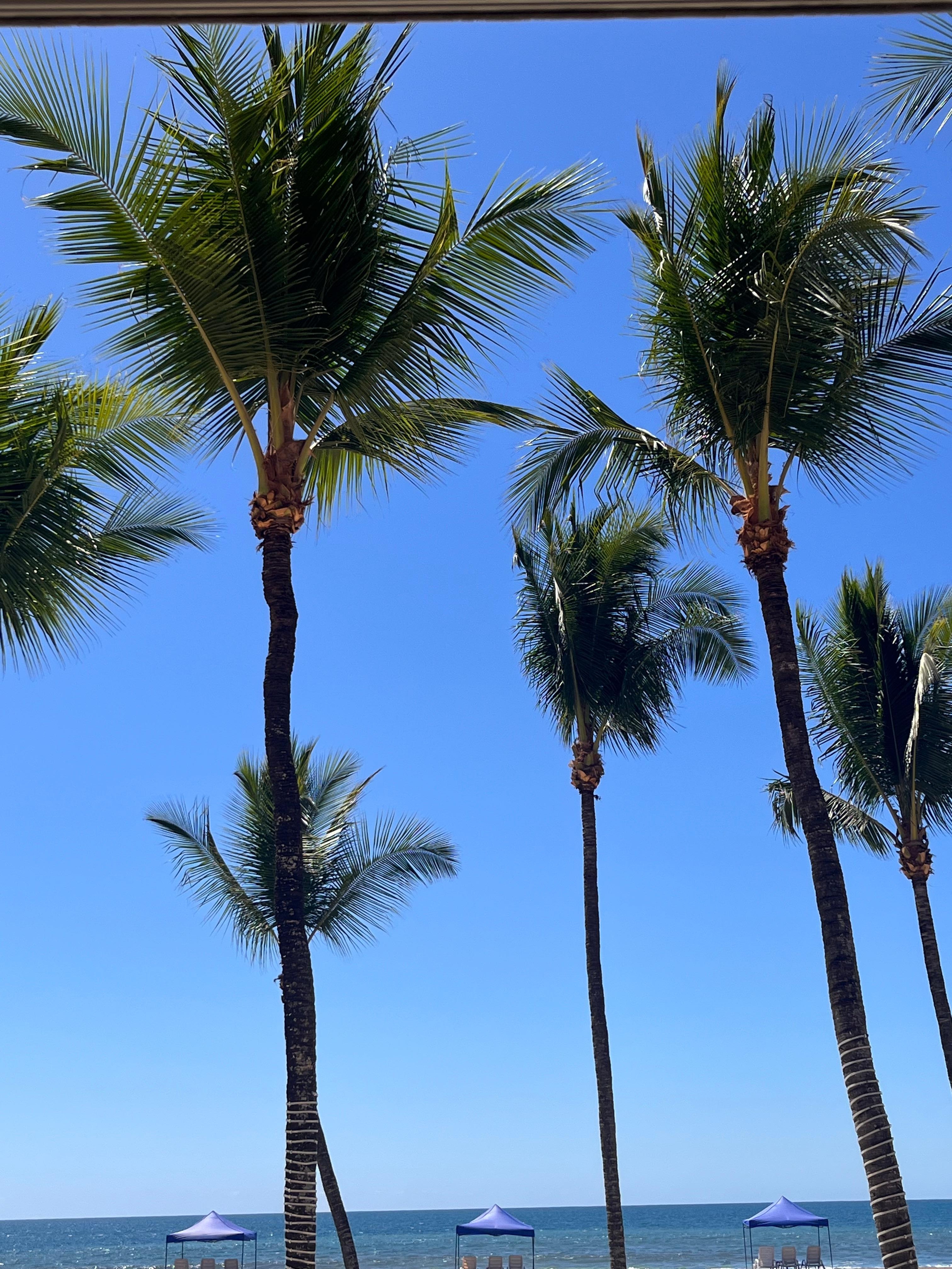 Beautiful palm trees along the beach