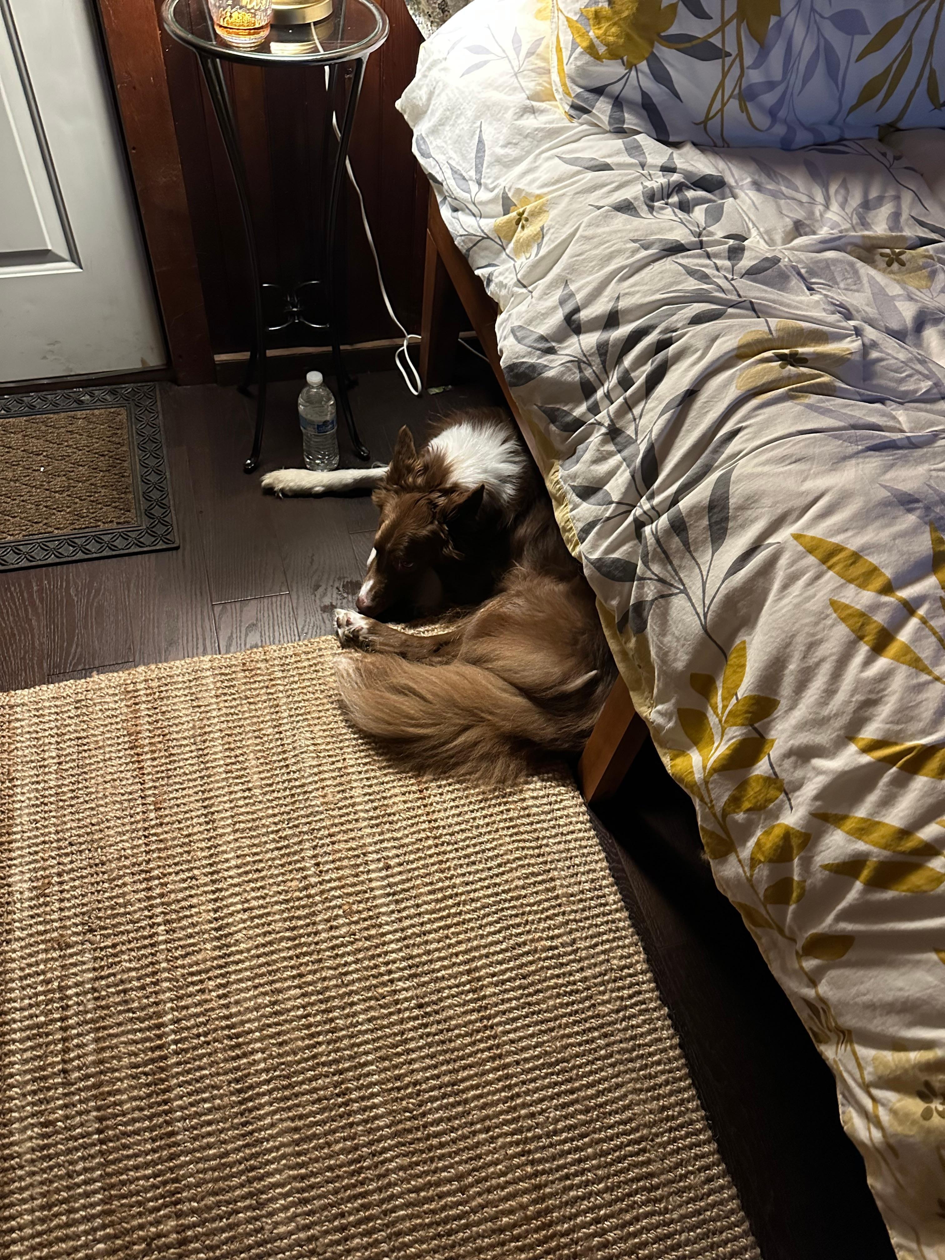 Trace liked it too. 4th of July Fireworks, not so much!