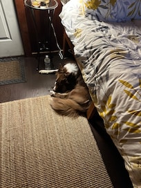 Trace liked it too. 4th of July Fireworks, not so much!