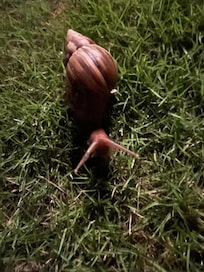 Snails, everywhere at night on property