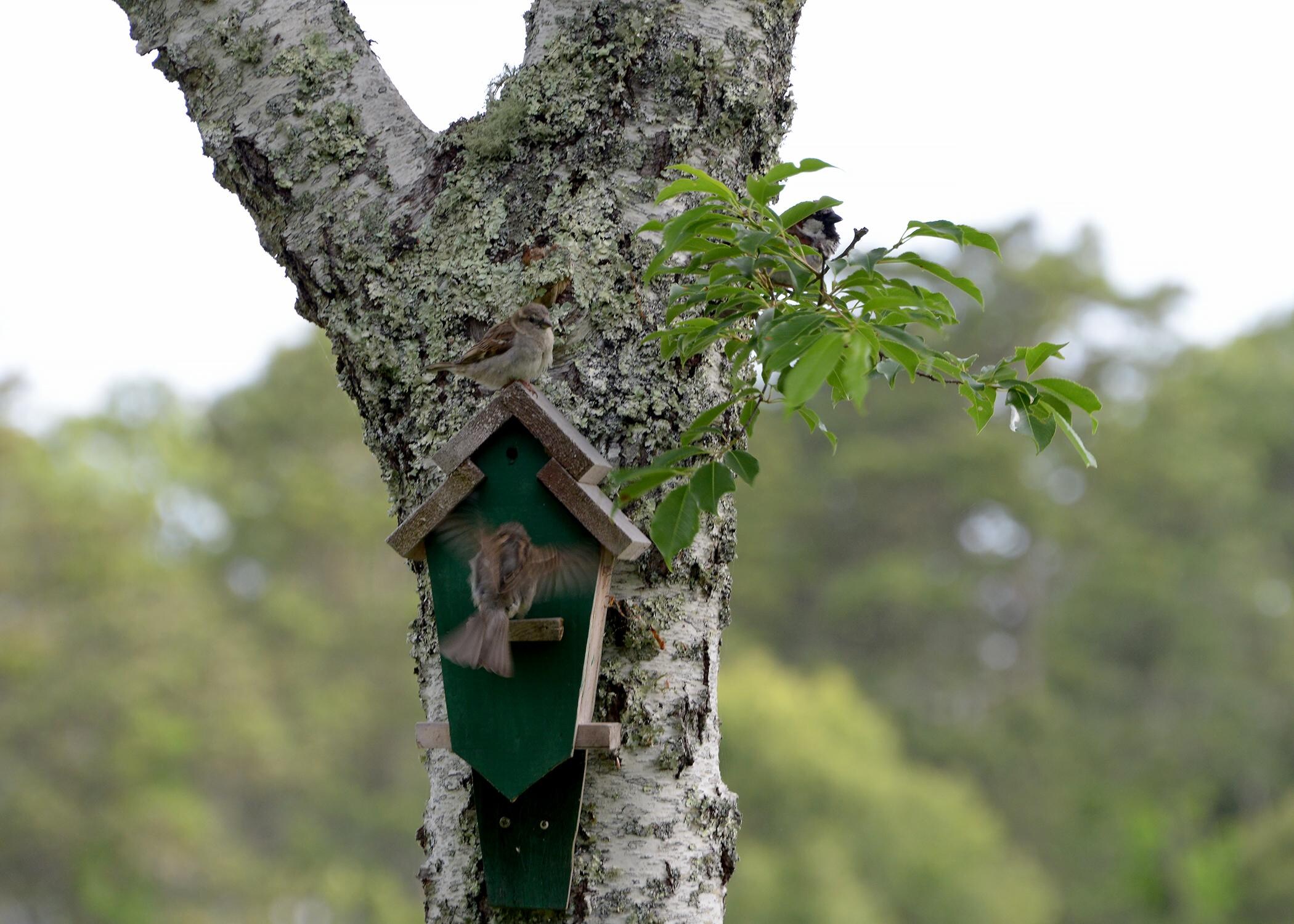 Birds at their house  