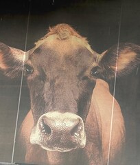 Tillamook creamery