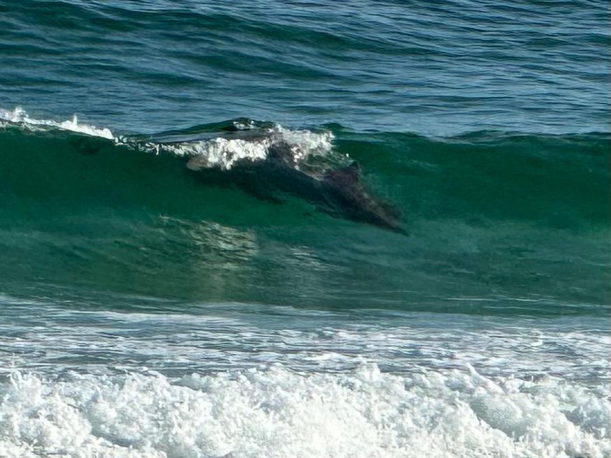 Dolphins!