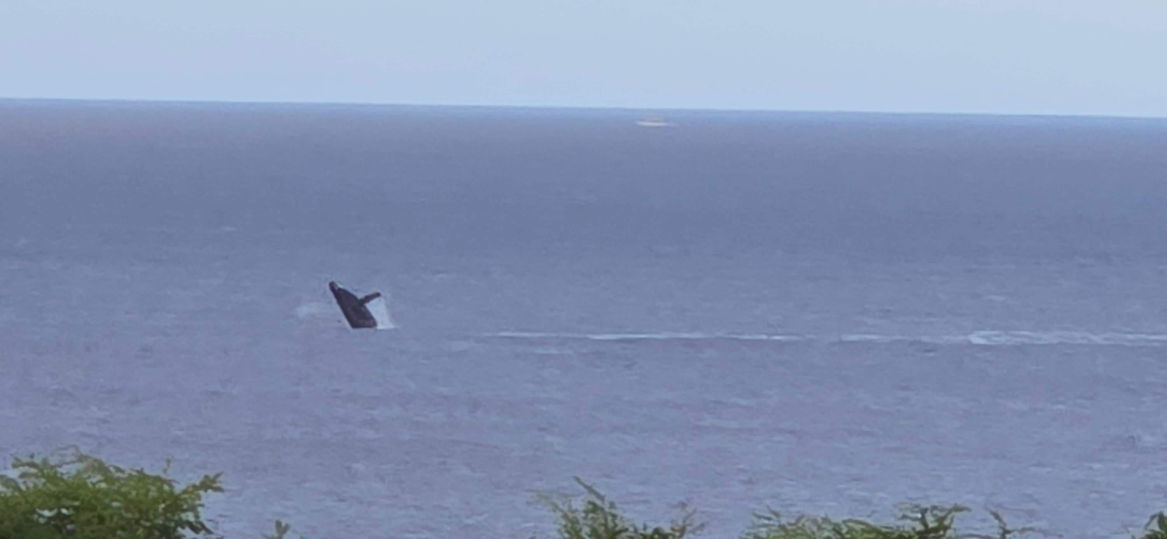 Breaching humpbacks visible from your ocean-view balcony