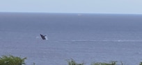 Breaching humpbacks visible from your ocean-view balcony