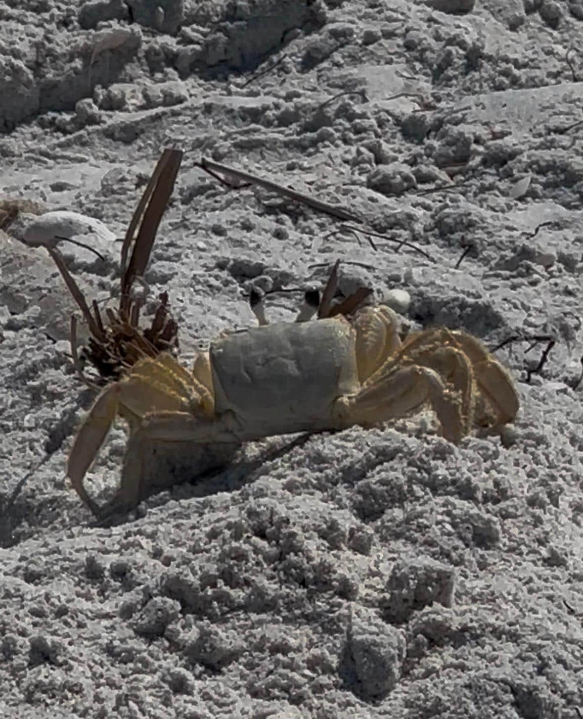 If you see a deep hole on the beach, don’t get too close. You might see a ghost, sand crab, pretty creative.