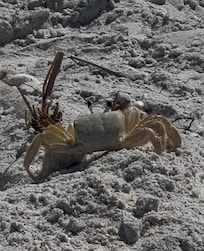 If you see a deep hole on the beach, don’t get too close. You might see a ghost, sand crab, pretty creative.