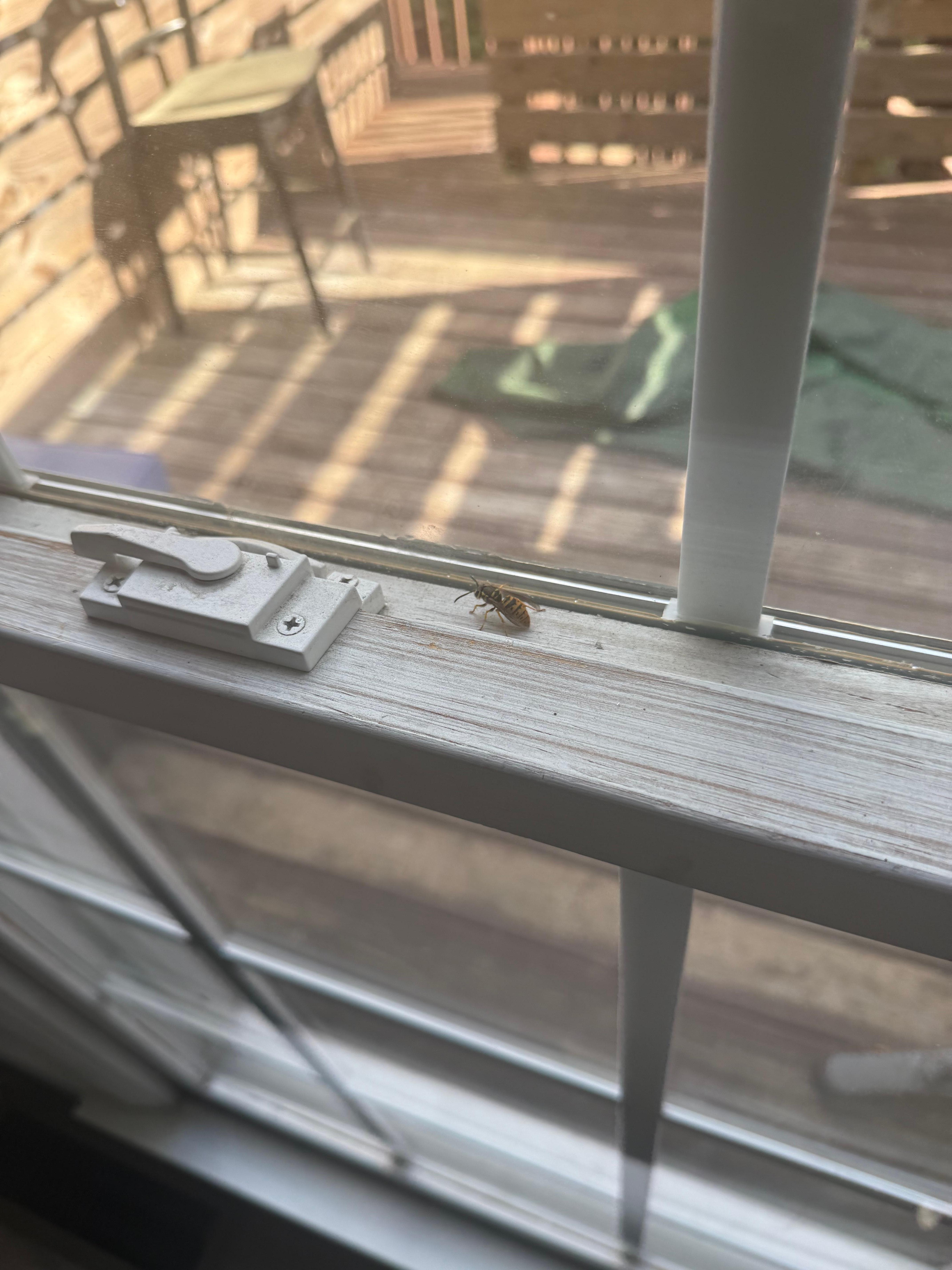 Bugs on window sill. 