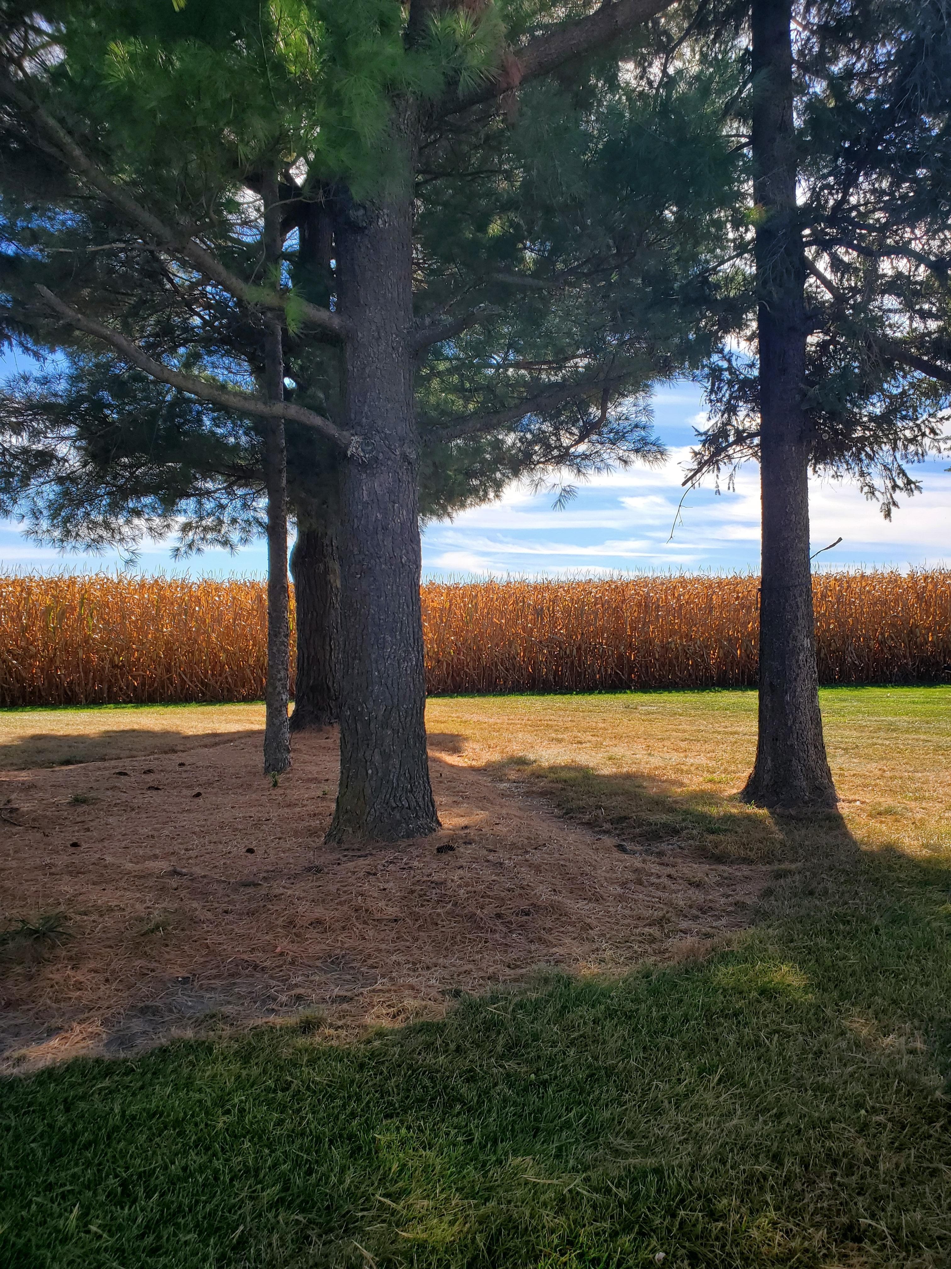 Beautiful yard on a perfect fall day!