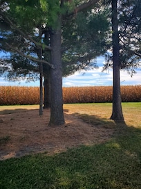 Beautiful yard on a perfect fall day!