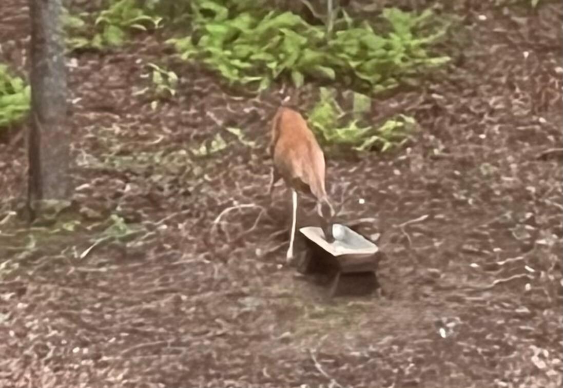 Wildlife in abundance