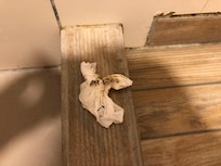 Mold on tissue from shower from around the tiles
