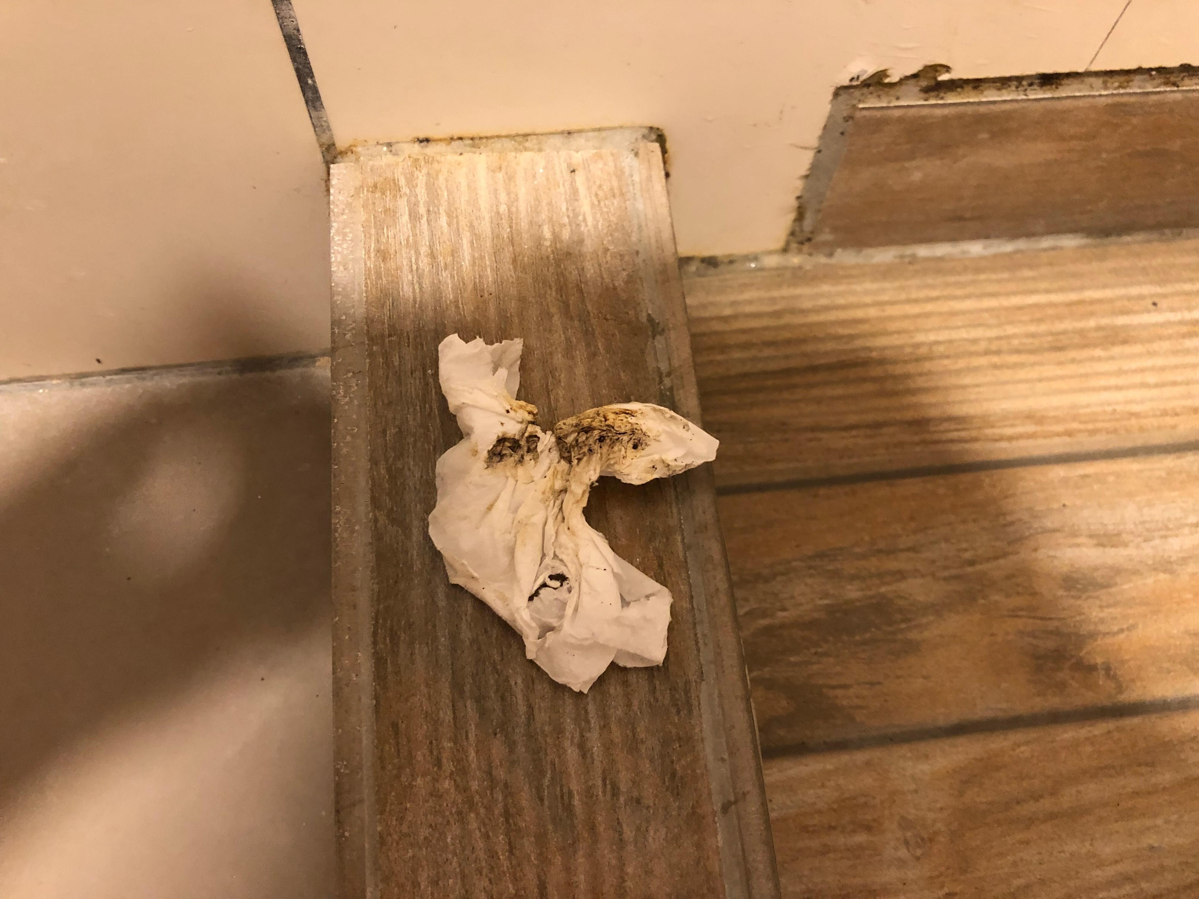 Mold on tissue from shower from around the tiles