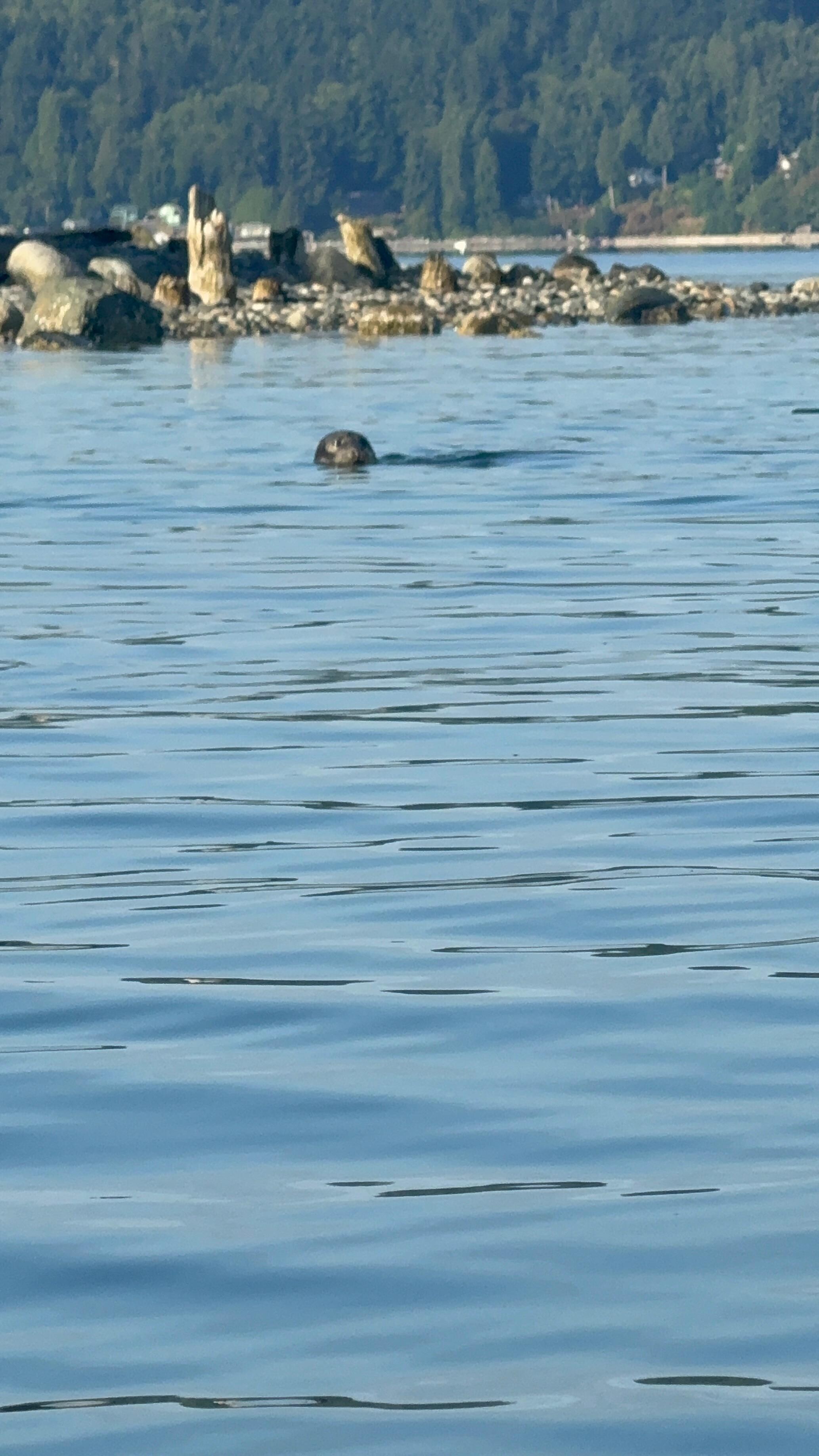 Tons of seals at baby island,  easy to kayak to from the house. 