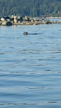 Tons of seals at baby island, easy to kayak to from the house.