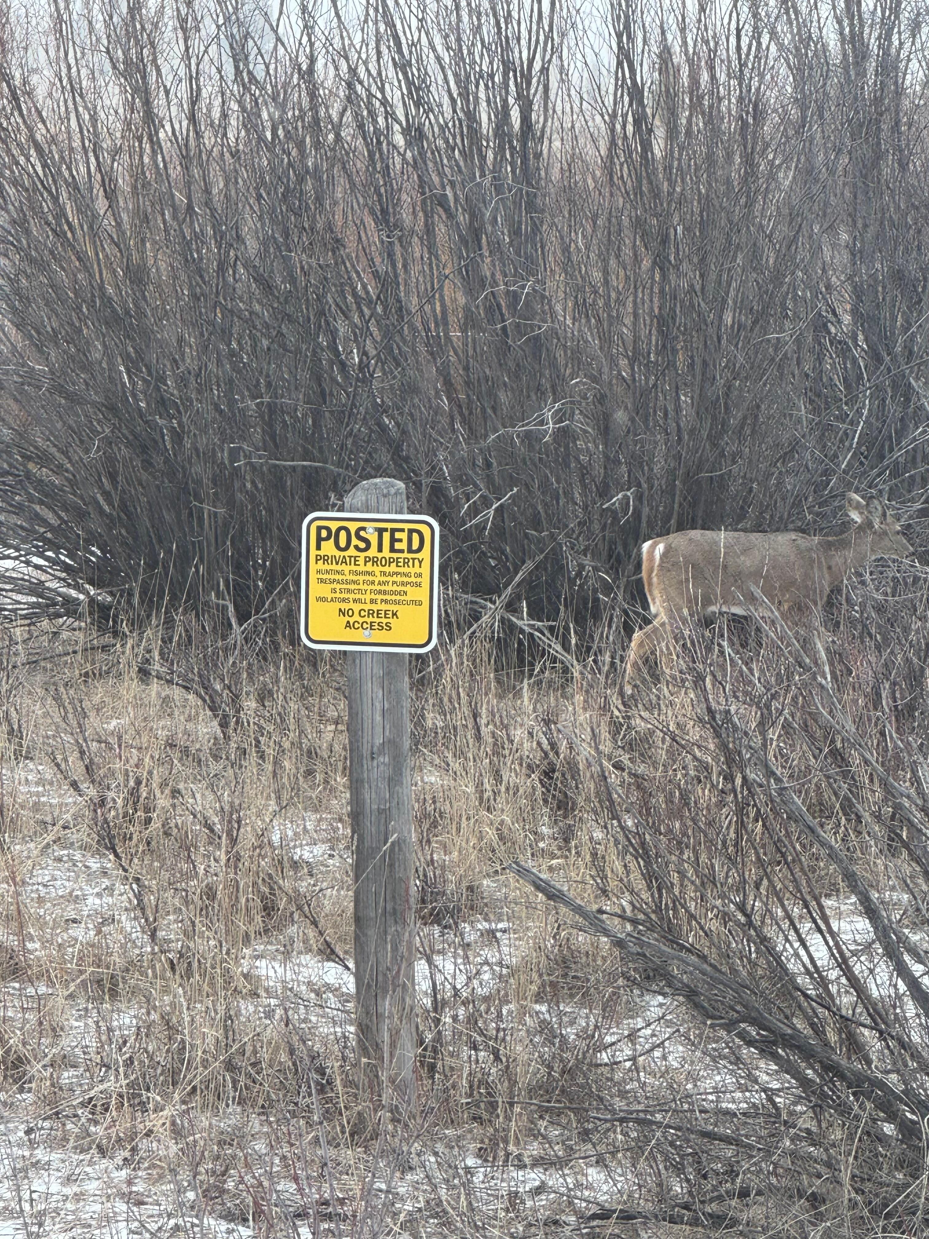 Daily deer crossing. 