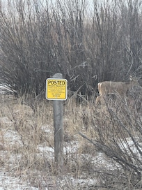 Daily deer crossing.