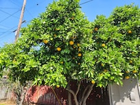 Fruit trees