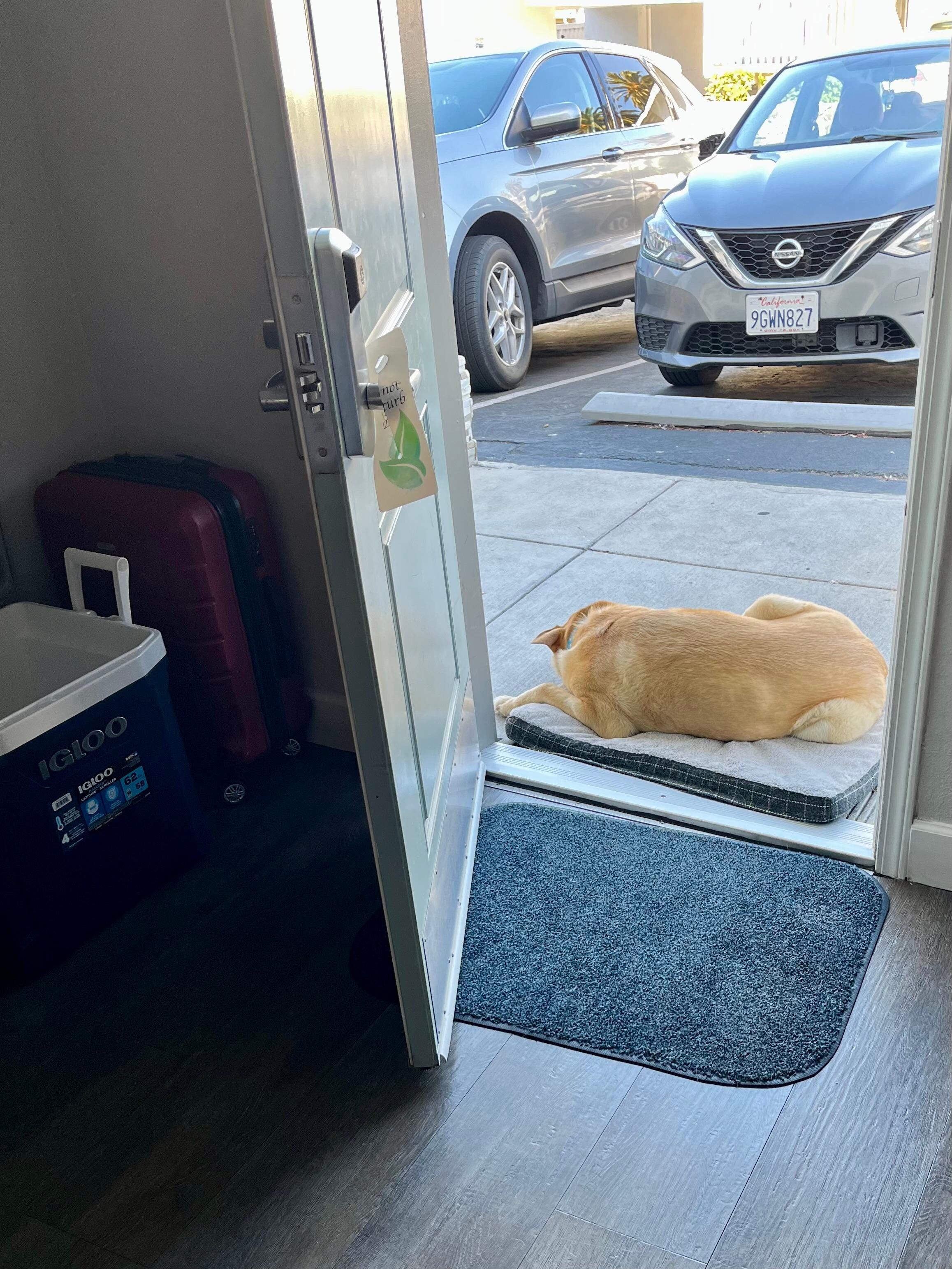Service dog friendly