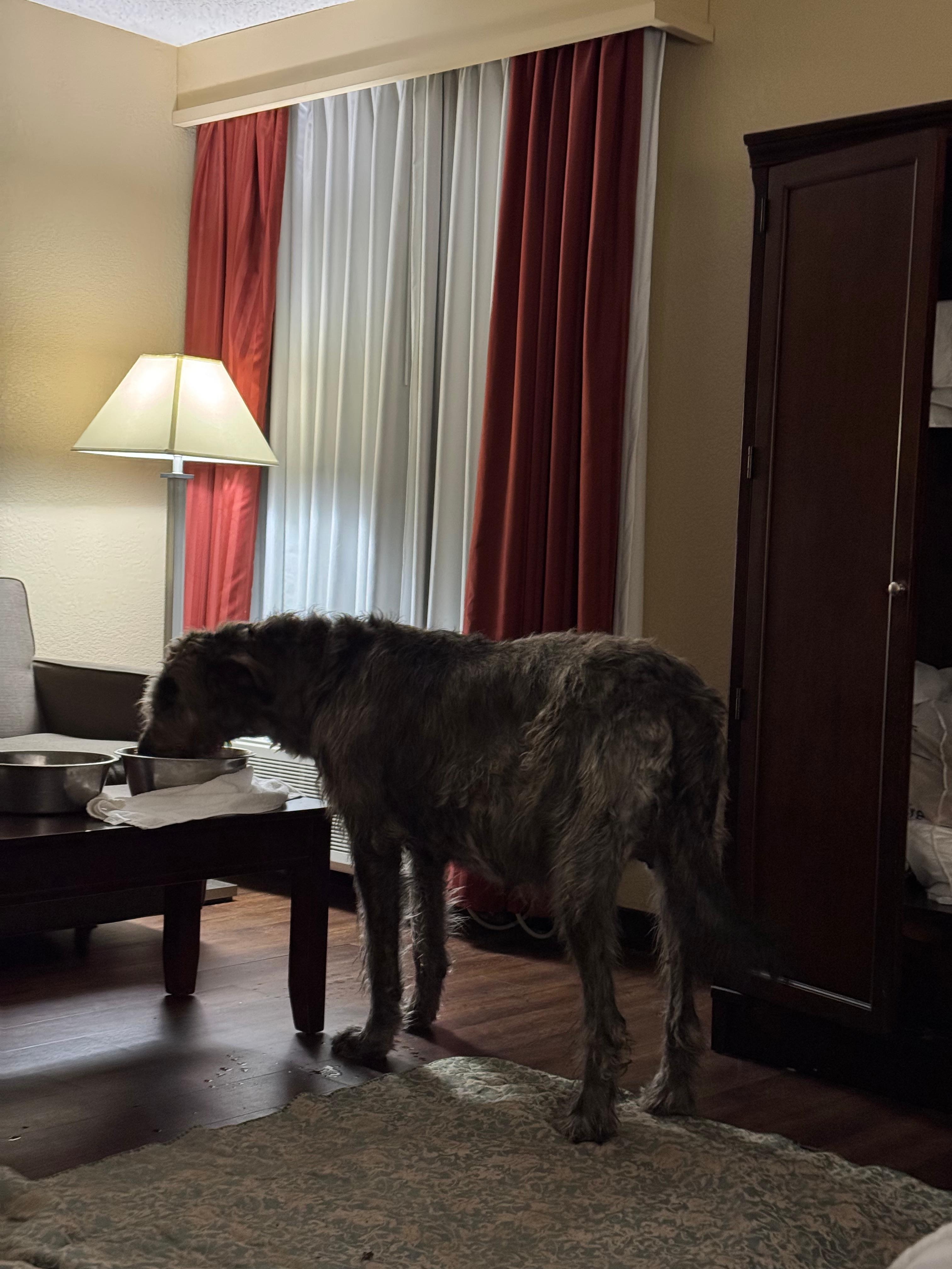 My Irish Wolfhound eating her supper. 