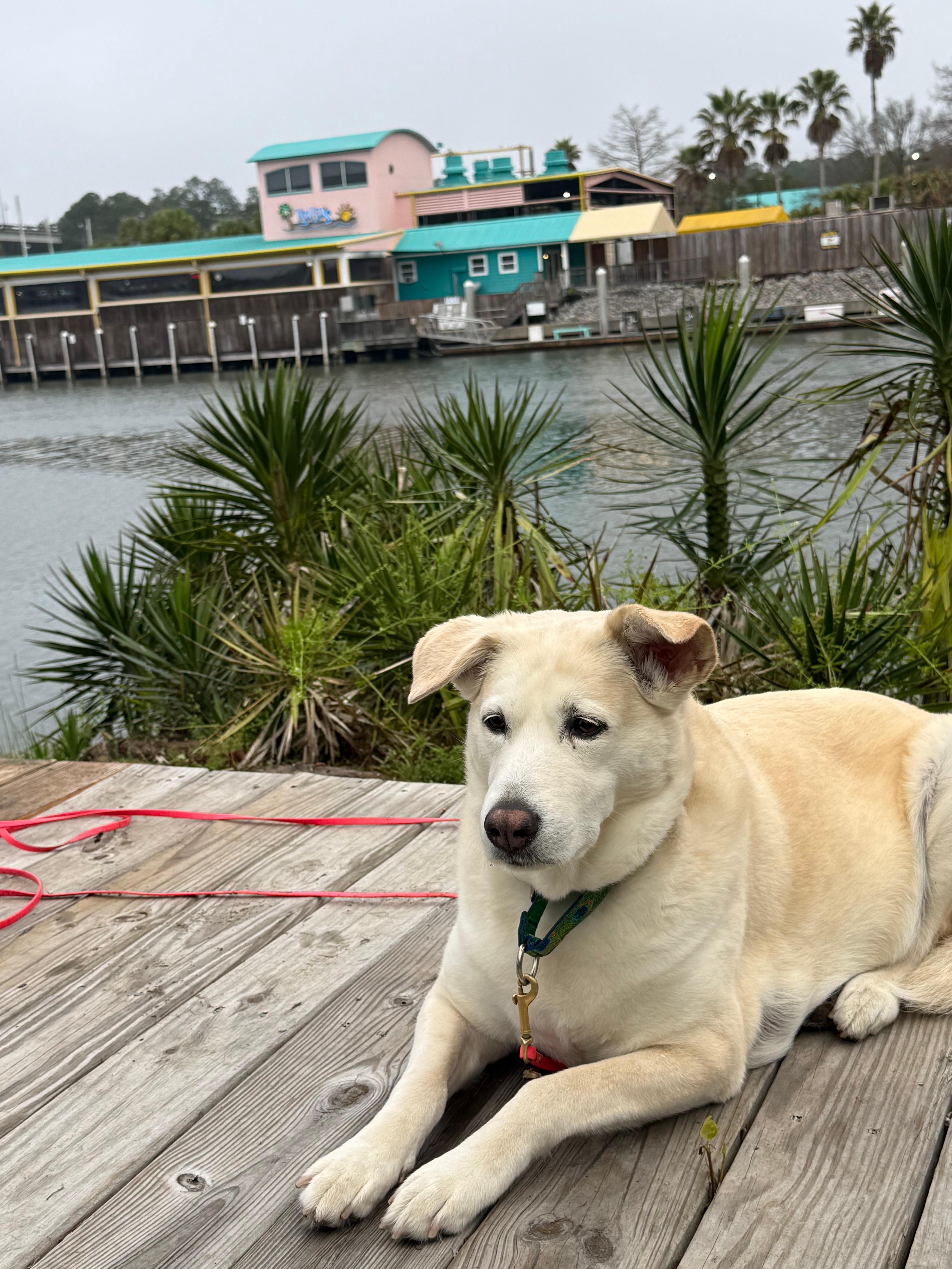 Dixie on the deck with Lulu’s across the canal.