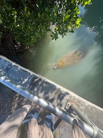 Visitor near docks one morning.