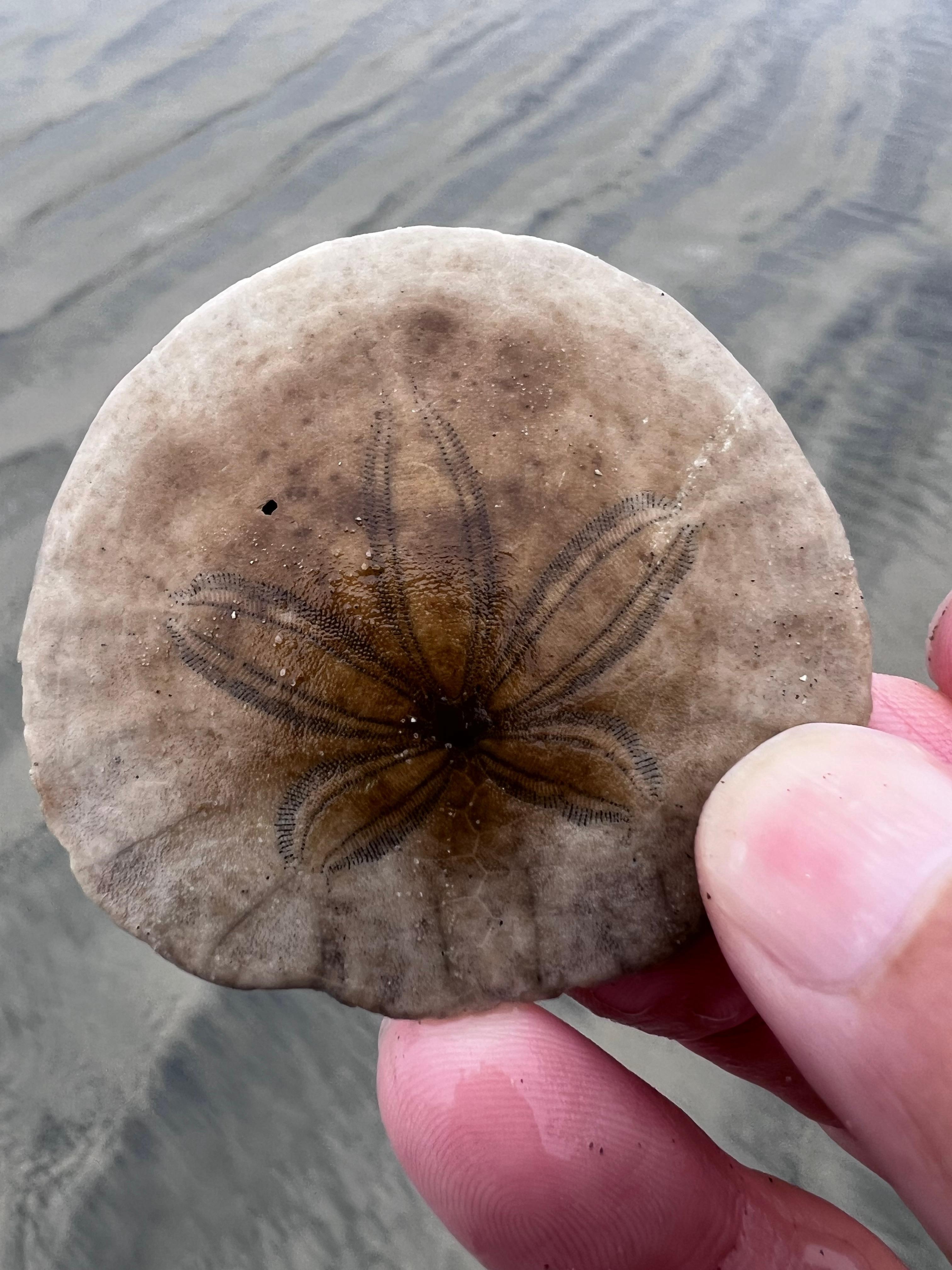 Sand dollar on the beach.