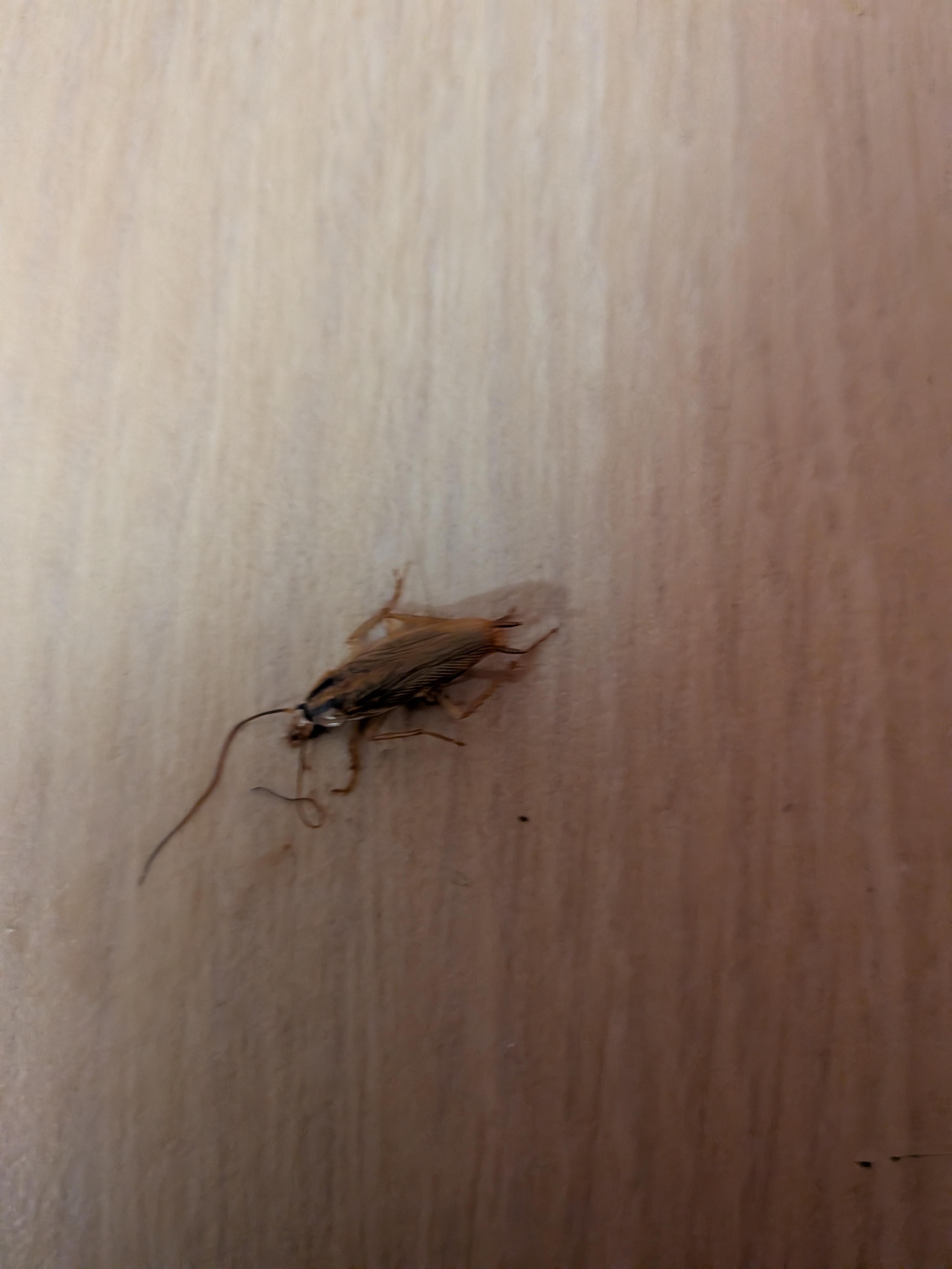 Cockroach 