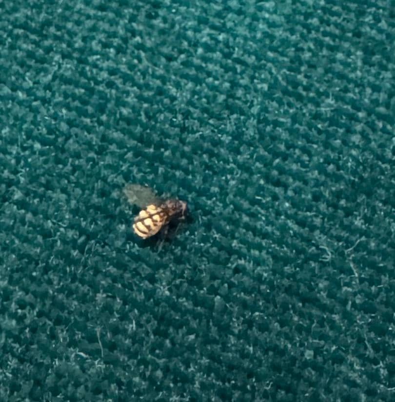 Dead bug surprise on bed cushion