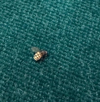 Dead bug surprise on bed cushion