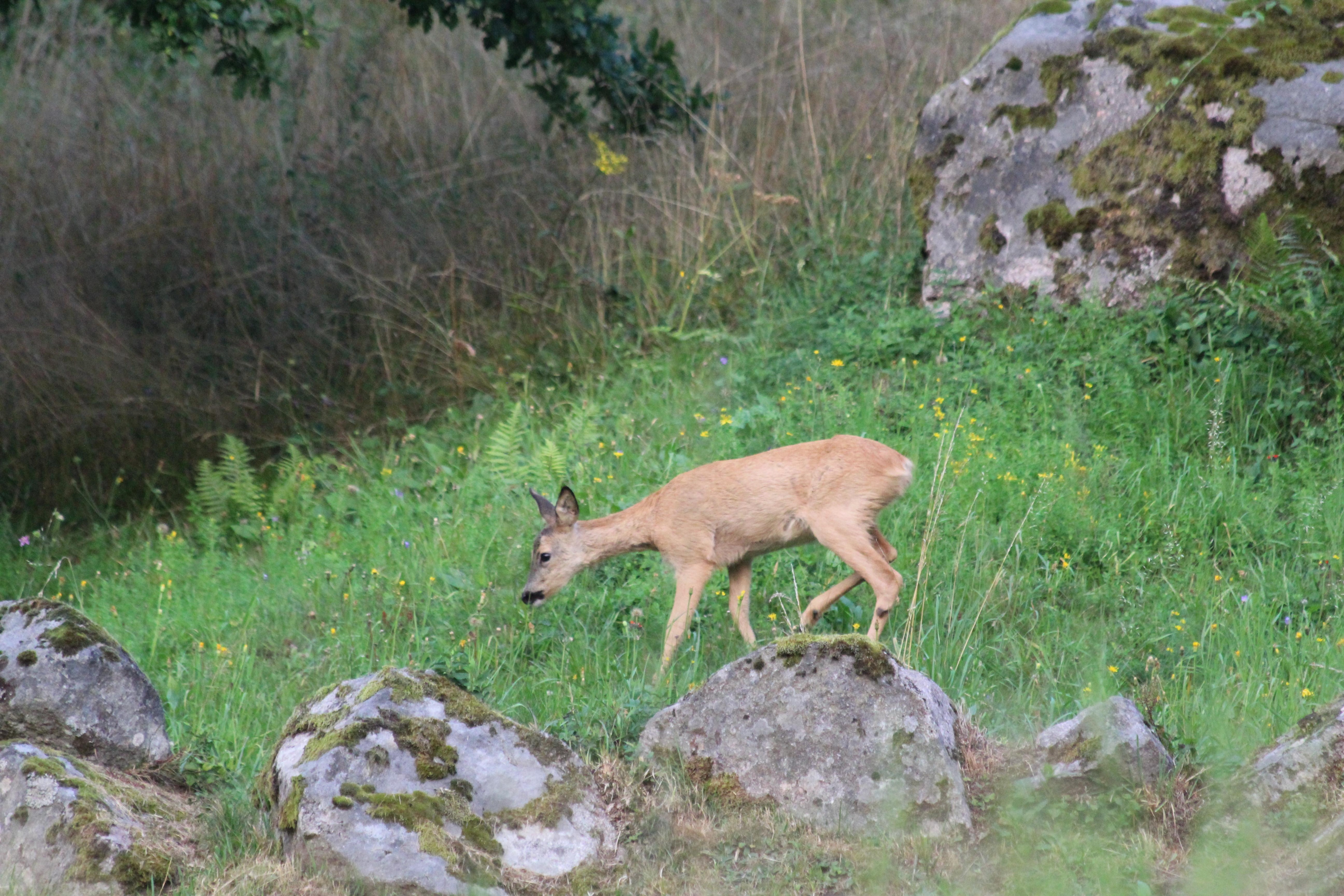 Aperçu de la terrasse derrière la maison