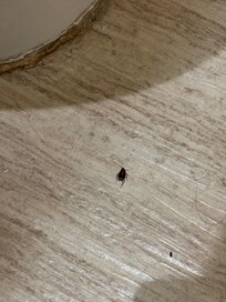 Cockroaches on the floor of the restroom
