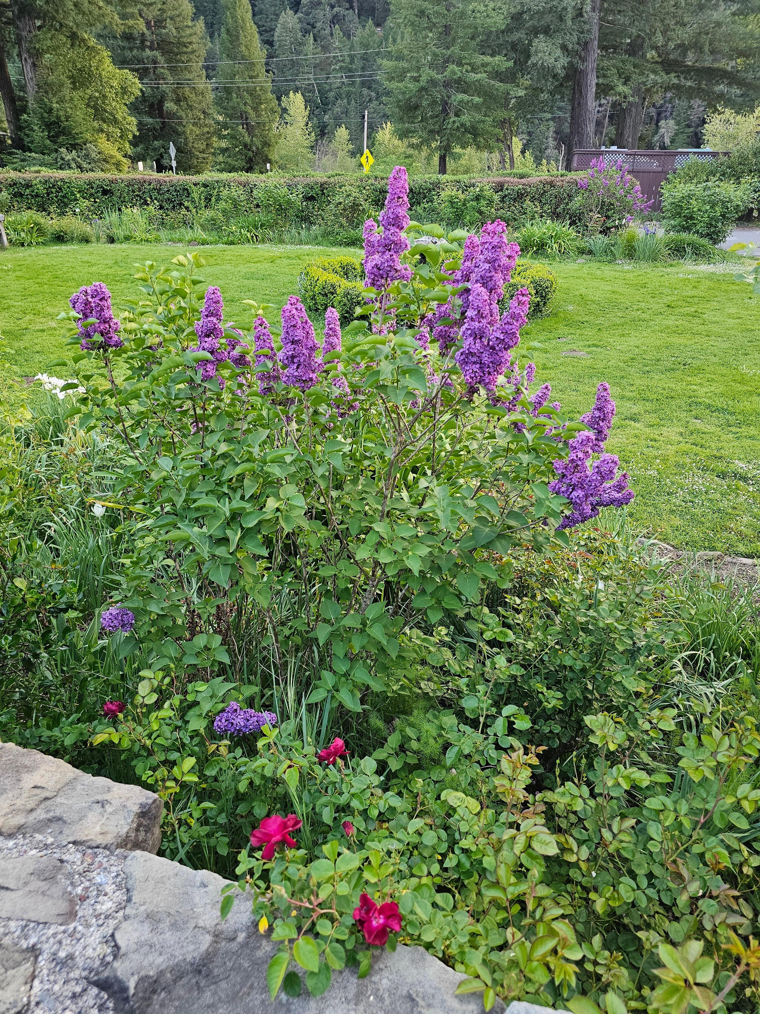 Beautiful and fragrant gardens