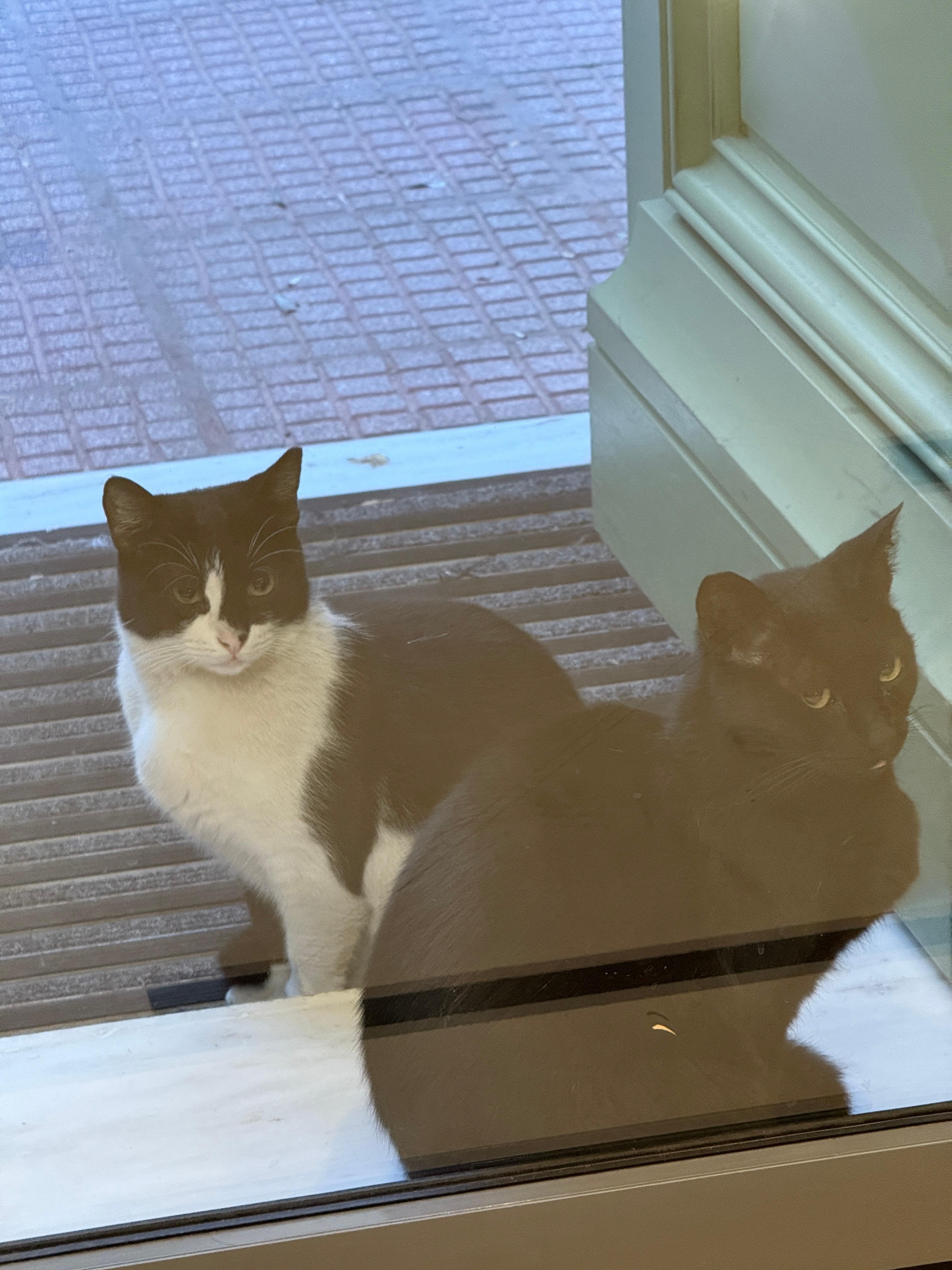 The “doormen” - Oreo and Salem