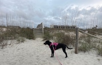 Pet friendly -Carlie loved the beach!