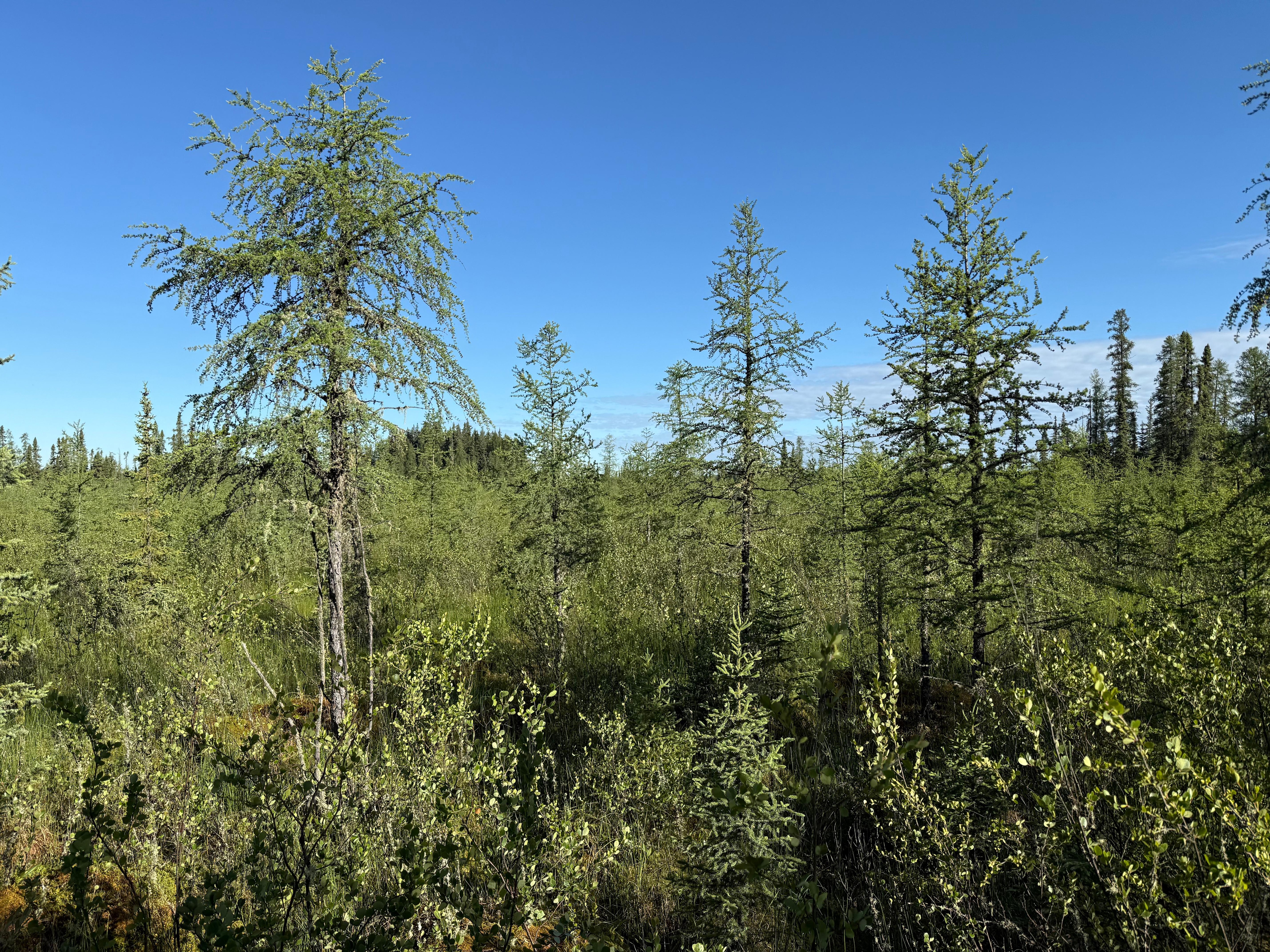 From boardwalk trail at Crimson lake.