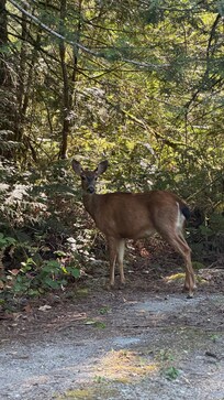 As soon as I arrived, a deer greeted me - this was very special for a city guy like me. :-)