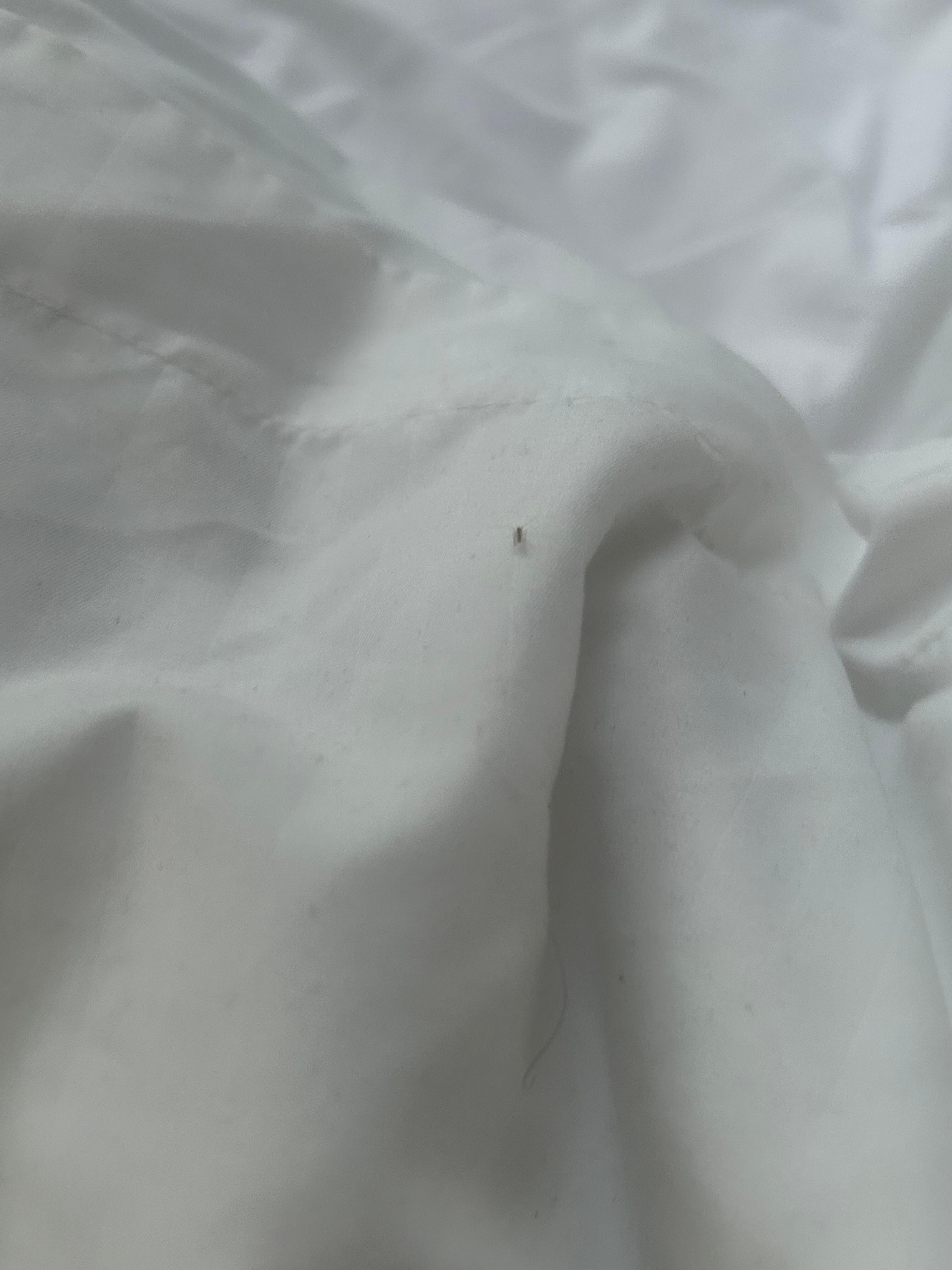 Bugs in bed 