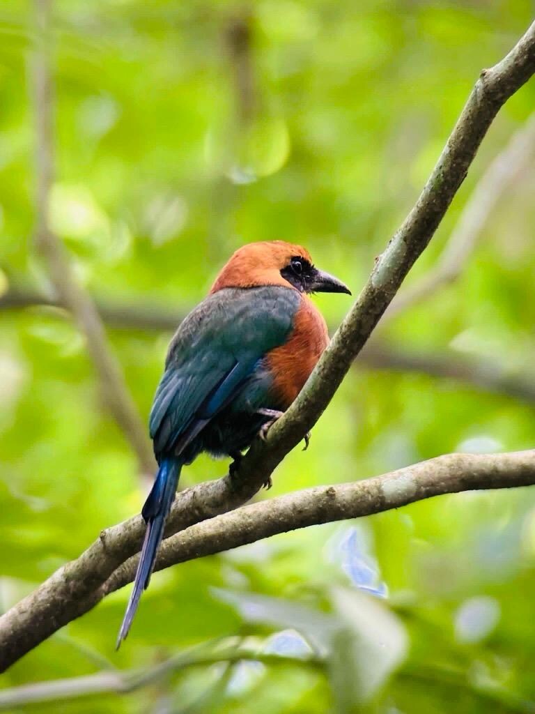 Beautiful and exotic birds all over the property