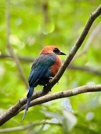 Beautiful and exotic birds all over the property